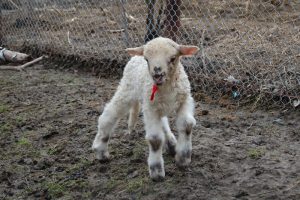 Miel de Pasti