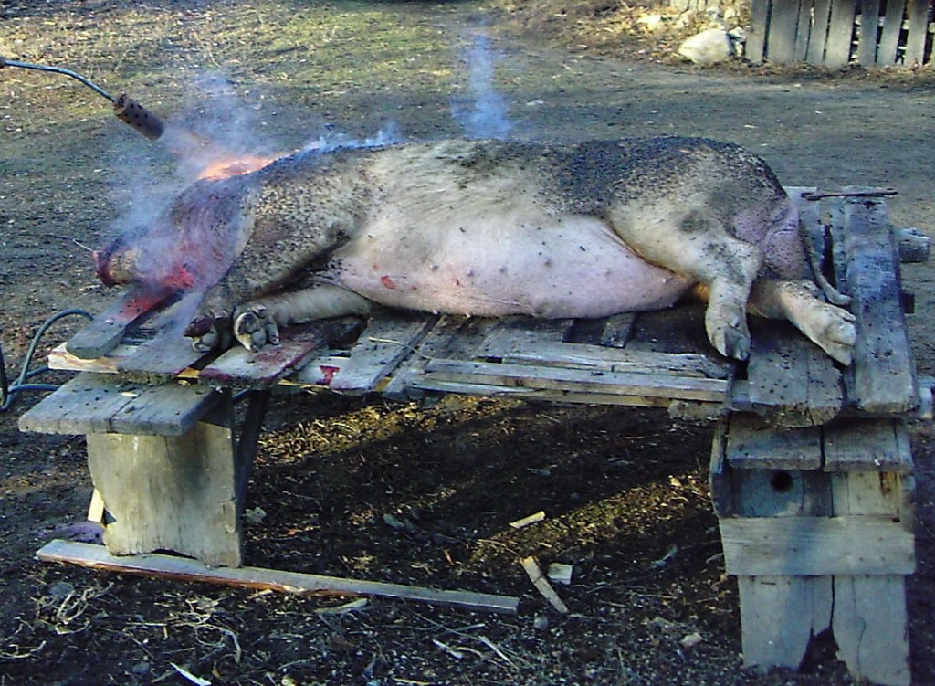 Cum ajunge porcul carne