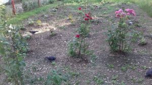 gradina din fata blocului