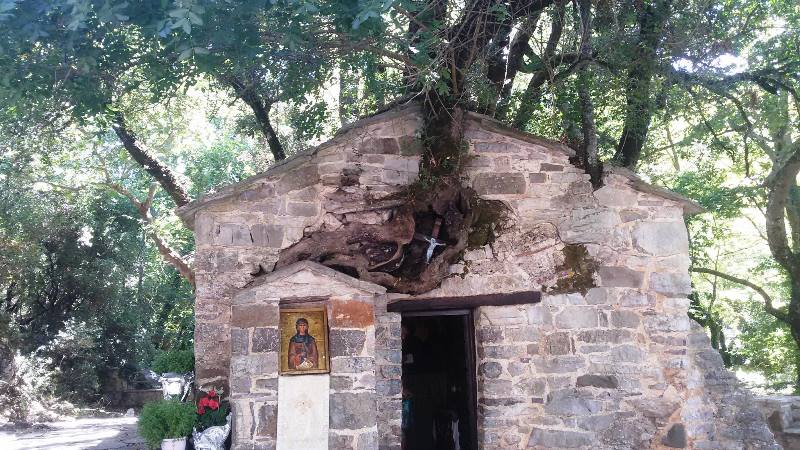 Biserica Sfintei Teodora din Vasta - minunea copacilor care cresc pe acoperisul unei cladiri de secol XII