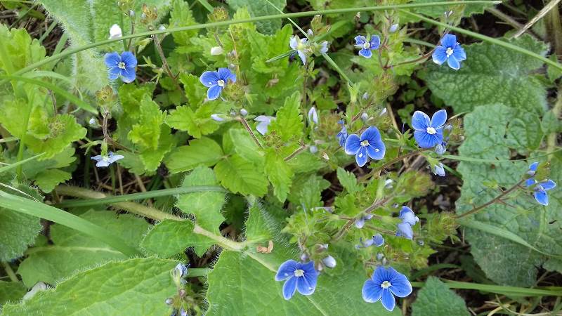 Dragobete- flori minunate - frumusețile naturii