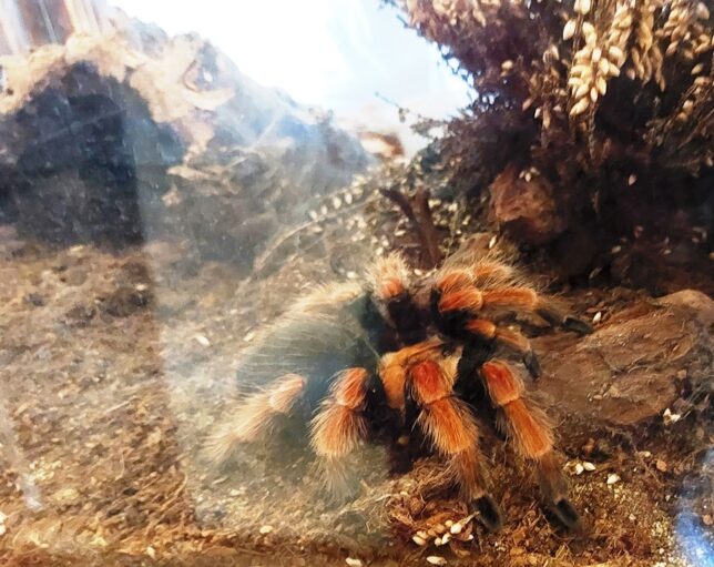 Tarantule vii - Big Bertha din Mexic