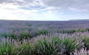 În lanul cu lavandă