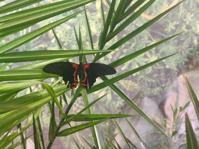 Expozitie de fluturi tropicali